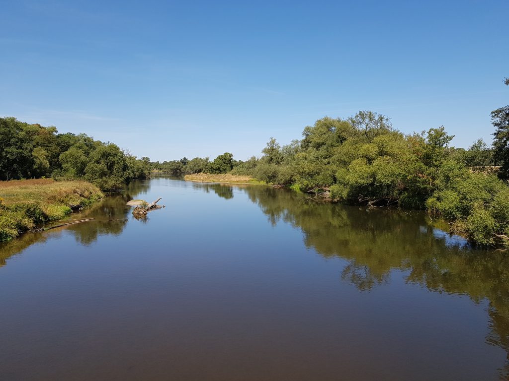 Fluss mit zahlreichen Bäumen