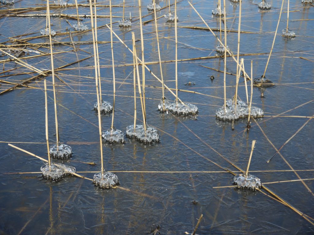 Gefrorenes Wasser mit Pflanzen